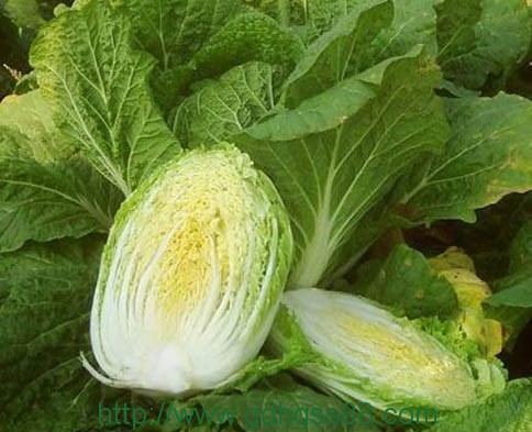 蔬菜配送、食堂承包