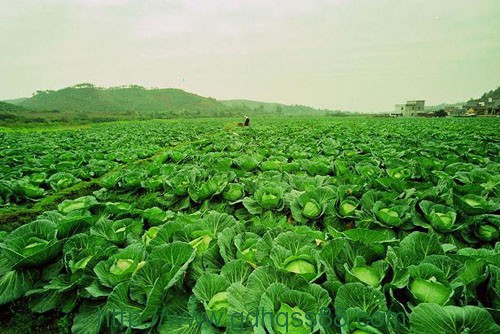 蔬菜配送、食堂承包