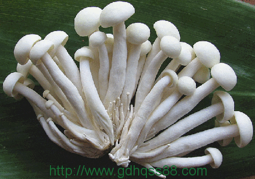 蔬菜配送、食堂承包
