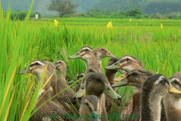蔬菜配送、食堂承包